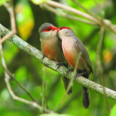 Wan Sangkar Burung: Solusi Lengkap untuk Penghobi Burung di Cilacap